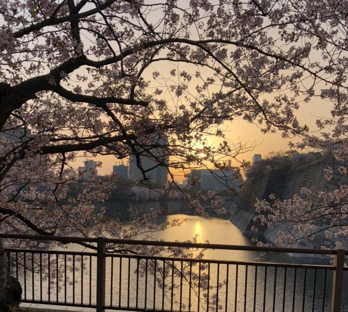 international travel to japan for cherry blossom 